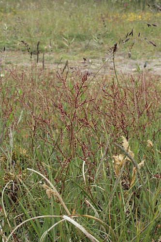 Sylt (North Sea)
sorrel (Rumex acetosa)<br />
Naturschutz, Flora - Dünen-/Strandvegetation, Insel, Küstenschutz, Geographie - Gemäßigt
Susanna Knotz